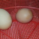 클로바농장 이미지