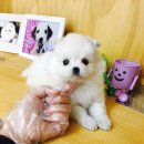 이쁜강아지 이미지