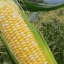 초당농장 이미지