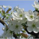 배골농장 이미지