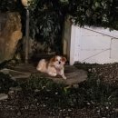 고래별팬션 | 서귀포 성산일출봉 근처 4인 가족 추천 숙소 [ 고래의꿈펜션 꿈동 101호 ] 이용 후기