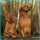 참동물의료센터 이미지