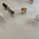 퍼피파파 이미지