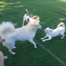 펫피랜드 이미지