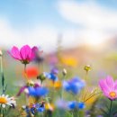 내인생의 봄날 이미지