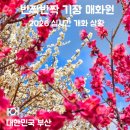 (주)반짝반짝 | 반짝반짝 기장 매화원 후기｜주차·실시간 개화상황·방문팁 정리