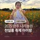 하늘농원1호 | 수도권 가을 꽃구경 양주 천일홍 축제 나리농원 기본정보 아기랑