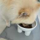 일산애견유치원 행복한 강아지의 하루, 포근 애견유치원 후기