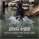 애견# | 야외 애견카페 네이처독 강아지 애견 수영장 내돈내산 후기