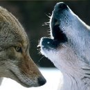 체로키 인디언과 두 마리 늑대 이미지