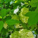 아름다운수채캘리 이미지