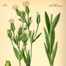 용담Flora