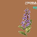 신비한 타로의 세계 이미지