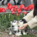 똥강아지 김해 강아지분양 고양이분양 | 김해강아지분양, 처음 방문하고 신뢰가 생긴 이유