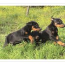 강아지그림 이미지