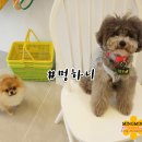 멍하니 | 안동 강아지 셀프목욕 , 애견편집샵 @ 멍하니