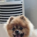 애견호텔 몽몽 네이버블로그
