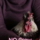 숫닭소리 줄이기, crow collar 동영상 이미지