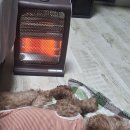 개팔자 상팔자 이미지