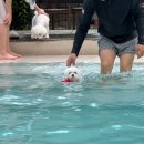메리도그하우스 이미지