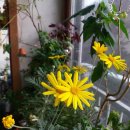 1월의 베란다 정원과 겨울꽃들 이미지