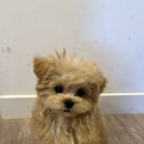 땡큐 펫 살롱 이미지