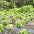 백둔리보건진료소 이미지