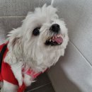 향단이 이미지