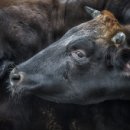 제주이즈 이미지