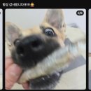 진짜네 | 페네핏 열빙어 트릿 진짜네 공구 후기 🐶 강아지 간식 추천
