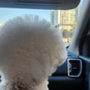 블링블링하개 이미지