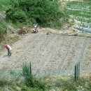 금순 농장 이미지