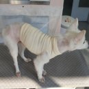 김태화동물병원 이미지