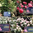 부천 춘의산(도당산) 26. 5. 30 / 백만송이장미원 이미지