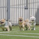 모노모노몽 이미지