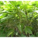 황칠나무집 이미지