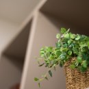 바른뿌리한의원 이미지