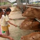 꿀꿀이농장 이미지