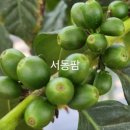서동팜 이미지