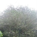 영평조록나무 이미지