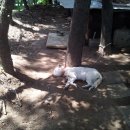 개팔자 상팔자 이미지