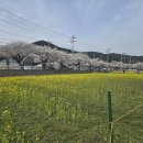 향토 농특산물 판매장 | 삼척 맹방 유채꽃 축제 다녀온 찐 후기 유채꽃 벚꽃 바다 먹거리가 다 좋은