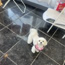 몽언니애견미용실 이미지