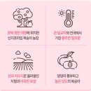 국산 하우스 신비복숭아 추천 납작복숭아 대극천 신선 천도 딱딱이 말랑이 제철과일 가성비 솔직후기