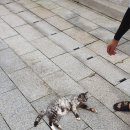 연천 한여울팜파크 글램핑장 이미지