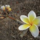 조은 염색