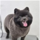 우리동네펫샵 이미지