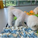 플러스펫 이미지