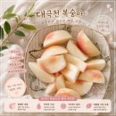 다원농장 | [내돈내산] 영천 대극천 복숭아 '다원이네 과일농장' 솔직 후기! 과즙이 미쳤다