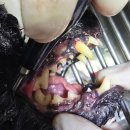 산청동물의료센터 이미지